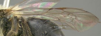 Media type: image;   Entomology 609504 Aspect: front wing